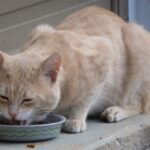 Cómo alimentar a un gato