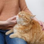 Cómo educar a un gato