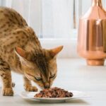 darle de comer a un gato