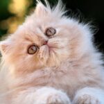 gato mas famoso del mundo