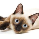 gato siamés