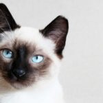 gatos siameses