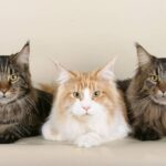 razas de gatos en Colombia