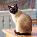 ¿Cuánto tiempo de vida tiene un gato siamés?
