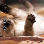 ¿Cuánto vale la raza de gato siamés?