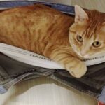 tu gato te acompaña al baño