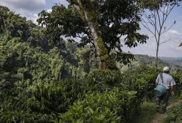 Agroforestería Sostenible