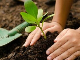 ¿Por qué plantar árboles es clave para el medio ambiente?