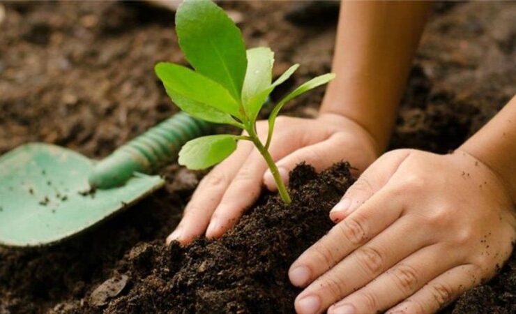 ¿Por qué plantar árboles es clave para el medio ambiente?
