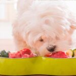 comida natural para perros