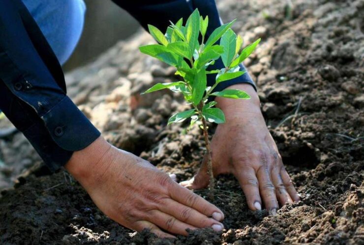 fomentar la reforestación