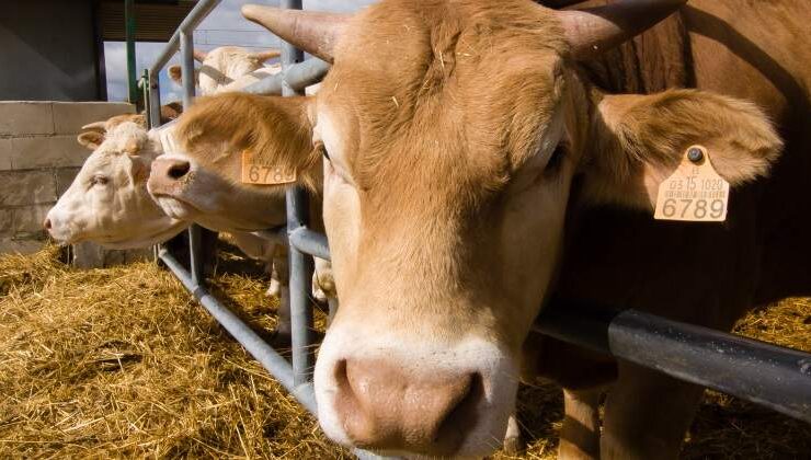 El impacto de la disminución del consumo de carne en el medio ambiente