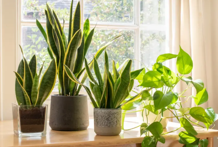 ¡Agrega vida y color a tu hogar! Descubre las mejores plantas para decorar