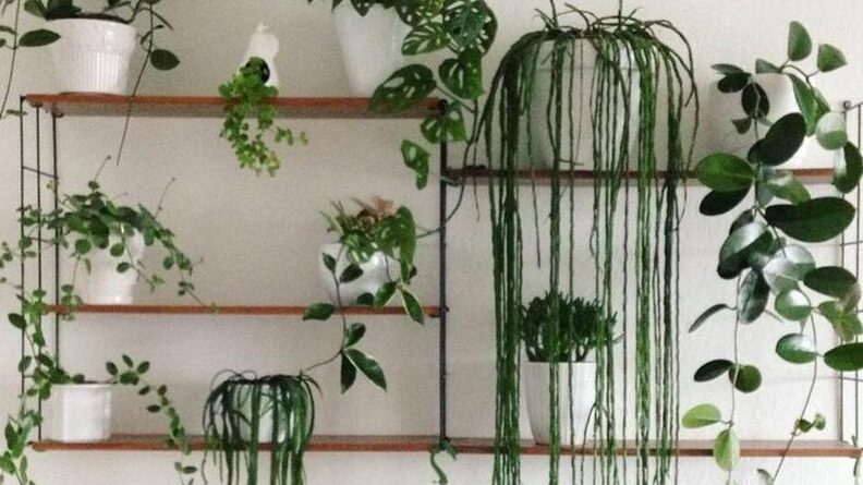 plantas-ideales-para-decorar-tu-comedor-y-darle-vida