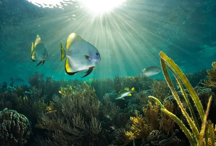 importancia de los oceanos limpios