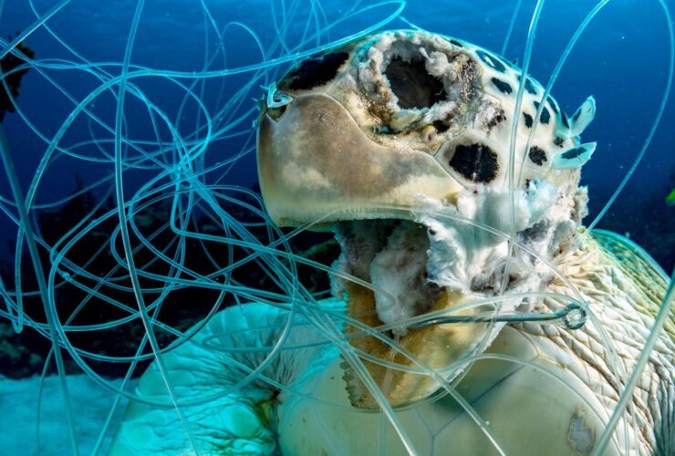 impacto de los microplásticos marinos