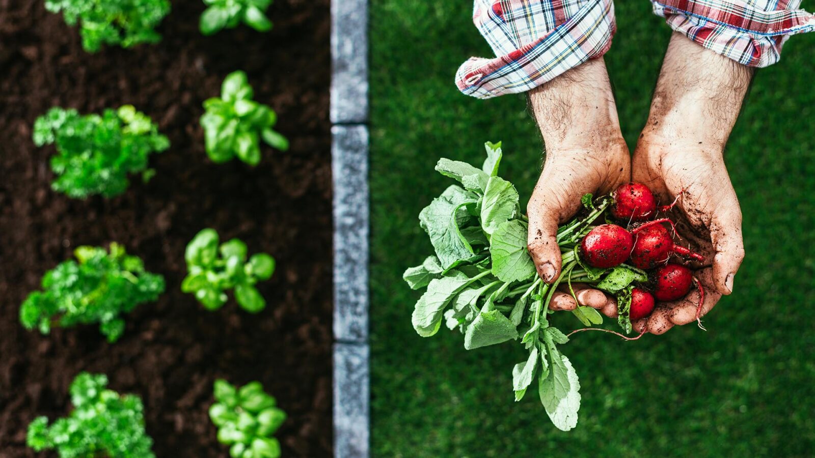 Descubre los beneficios de los pesticidas orgánicos en la agricultura sostenible