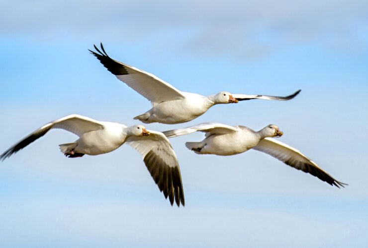 El fascinante mundo de las aves migratorias: Descubre su viaje asombroso