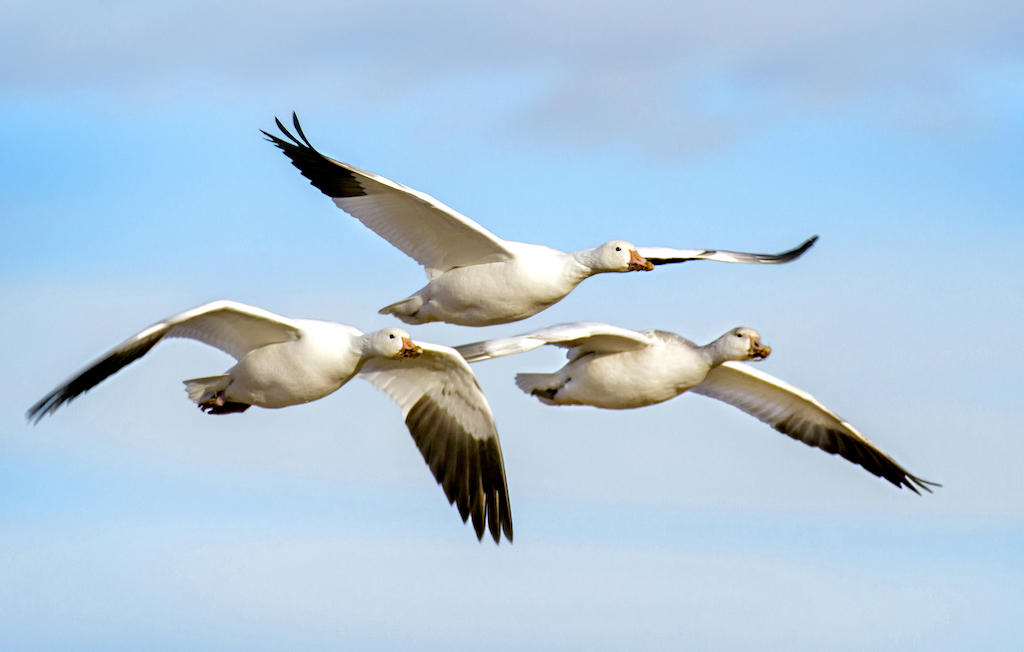 El fascinante mundo de las aves migratorias: Descubre su viaje asombroso