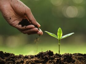 La agricultura de conservación: Una guía completa para mejorar la sustentabilidad en la producción agrícola