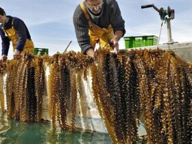 La guía definitiva para el cultivo de algas: Todo lo que necesitas saber