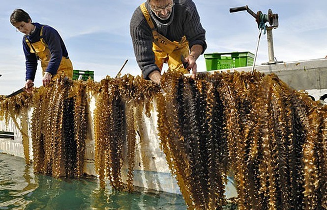 La guía definitiva para el cultivo de algas: Todo lo que necesitas saber
