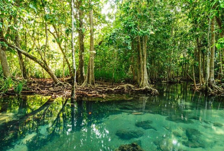 La Importancia de los Manglares Protegidos y su Impacto en el Medio Ambiente