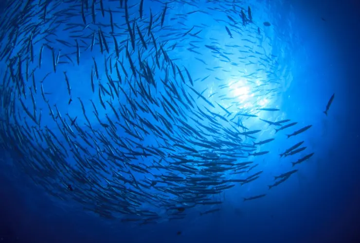 Cómo la pesca sostenible está salvando nuestros océanos