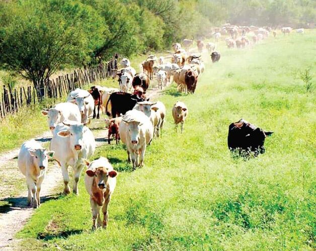 Cómo llevar a cabo la rehabilitación de praderas de manera exitosa