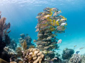 Descubre las increíbles iniciativas oceánicas que están salvando nuestros mares