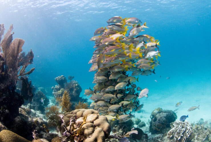 Descubre las increíbles iniciativas oceánicas que están salvando nuestros mares
