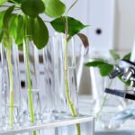 biotecnología verde