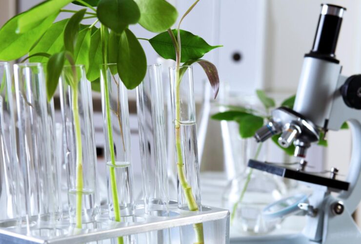 biotecnología verde