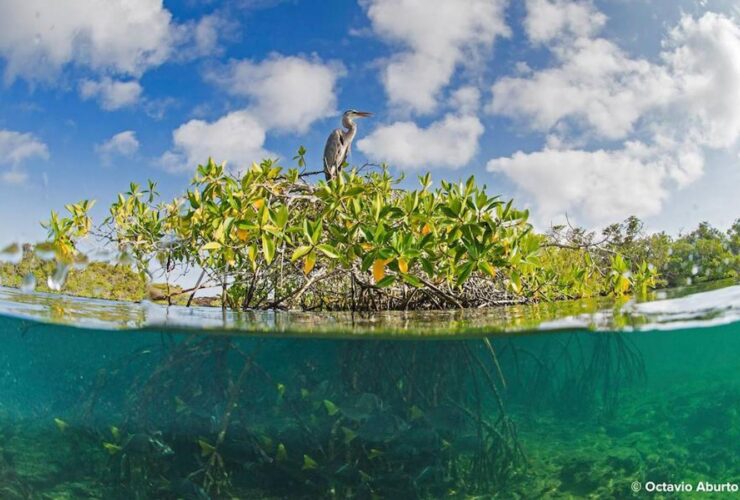 La importancia de la conservación de manglares: Un tesoro natural en peligro