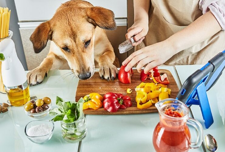 nutricion canina