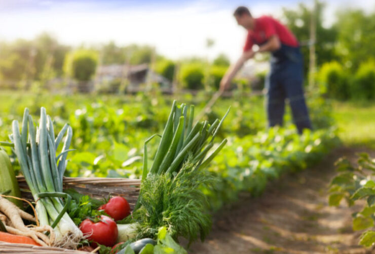Todo lo que necesitas saber sobre la producción agrícola sostenible