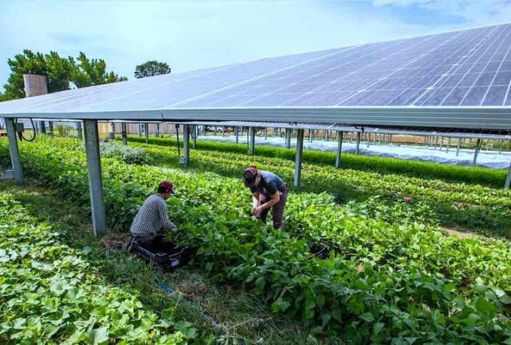 La importancia de la cosecha solar: claves para aprovechar esta fuente de energía