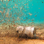 Contaminación subacuática: El impacto del vertido de residuos en nuestros océanos