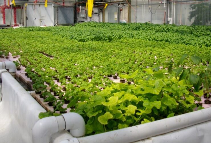 Todo lo que necesitas saber sobre la acuaponía urbana