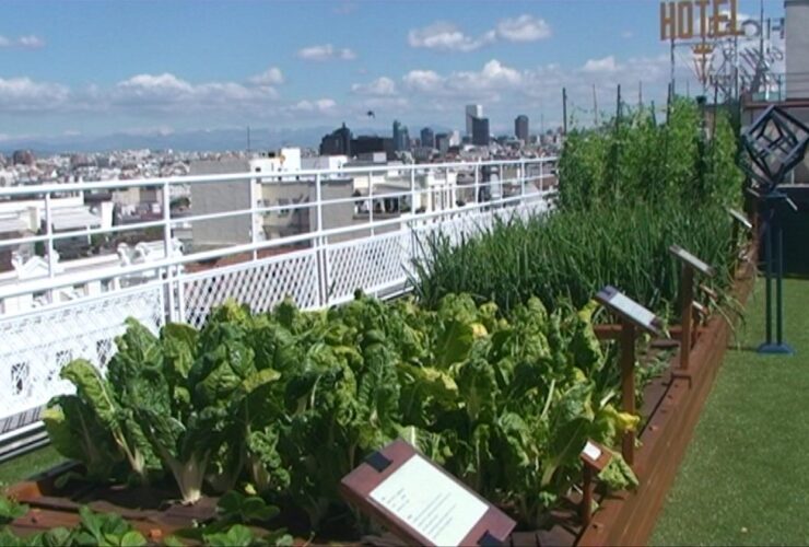 Agricultura en azoteas: Una solución innovadora para la alimentación urbana