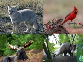 Descubriendo la importancia de los refugios biológicos para la conservación de la flora y fauna