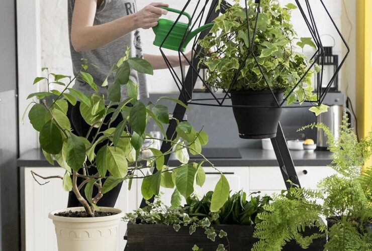 plantas anticontaminantes