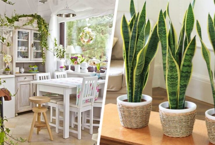 Plantas de interior purificadoras: cómo mejorar la calidad del aire en tu hogar