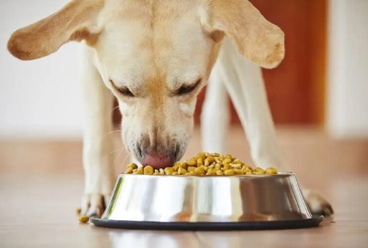 mejores productos para tu mascota