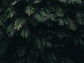 Jardín vertical con plantas decorativas en interior