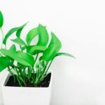 Plantas de interior que purifican el aire del hogar