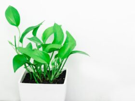 Plantas de interior que purifican el aire del hogar