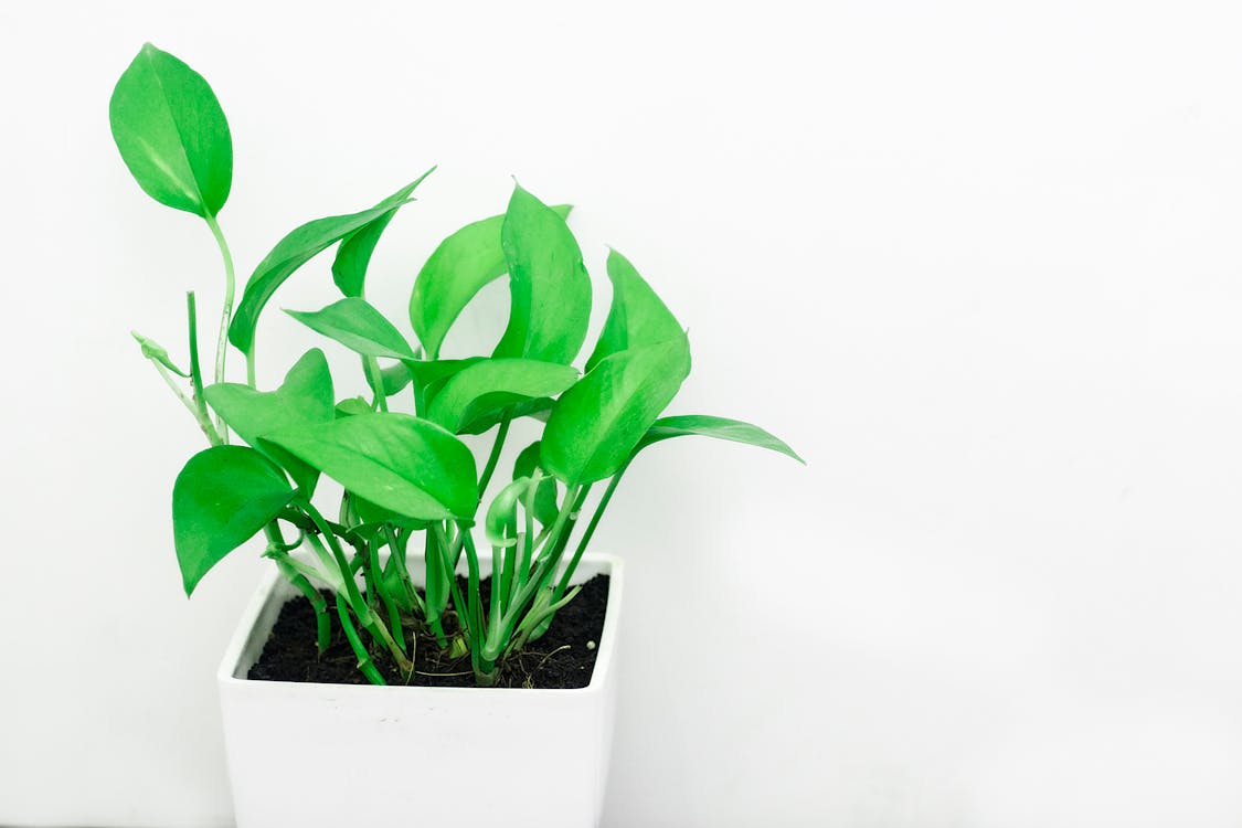 Plantas de interior que purifican el aire del hogar