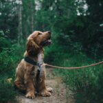 Perro viajando feliz en coche con su dueño