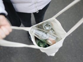 Manos sosteniendo una planta joven como símbolo de sostenibilidad